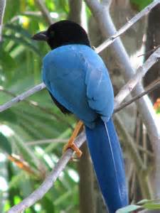 Yucatan jay bird – Best Places In The World To Retire – International Living