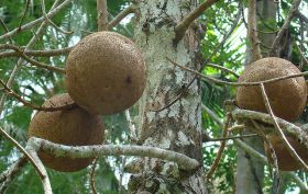 Bala de canon or cannon fruit found in the Panama Canal, Panama – Best Places In The World To Retire – International Living