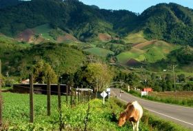 Boquete road with a cow – Best Places In The World To Retire – International Living