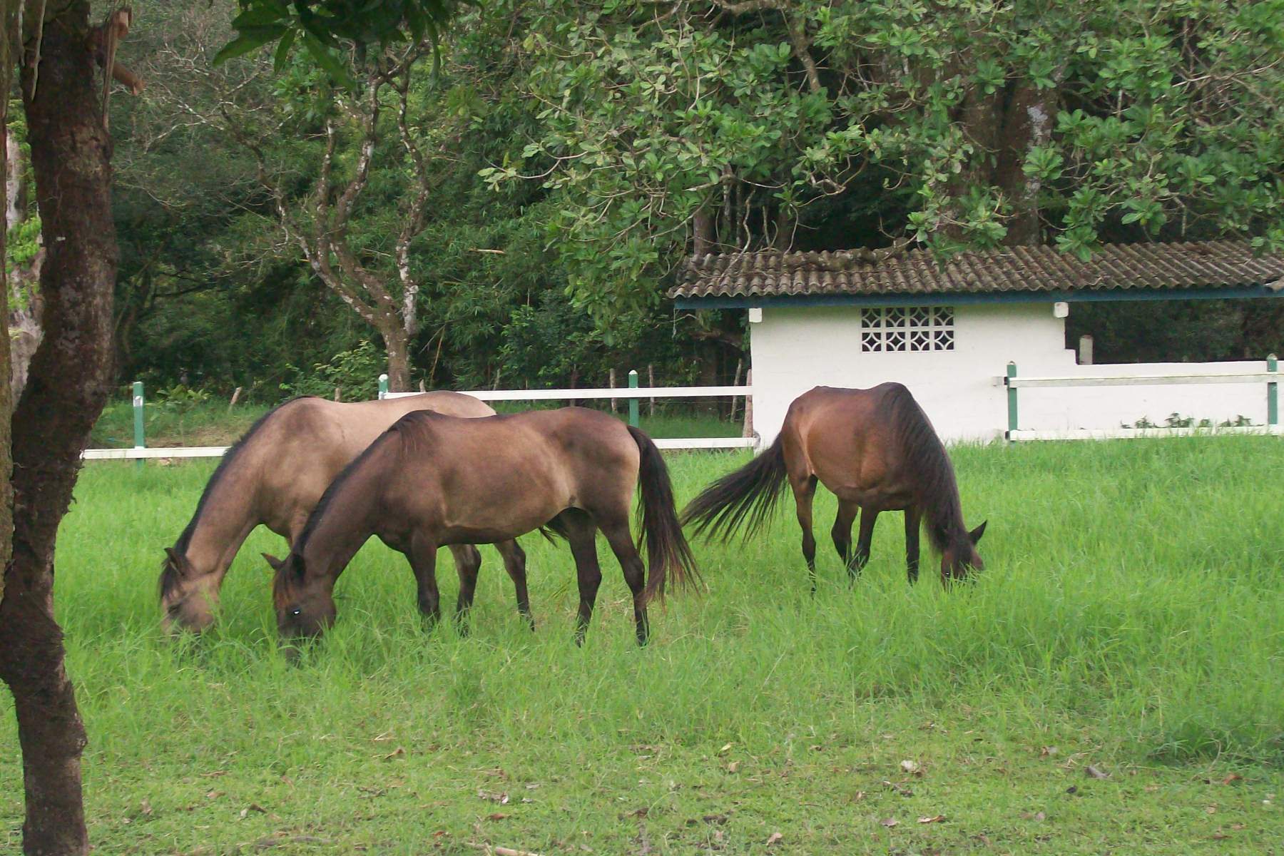 Horses in El Valle, Panama – Best Places In The World To Retire – International Living