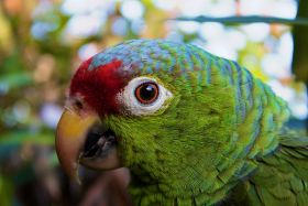 Red-lored Amazon in Panama – Best Places In The World To Retire – International Living