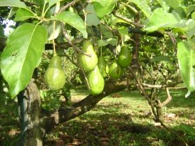 Avocados growing in Boquete – Best Places In The World To Retire – International Living
