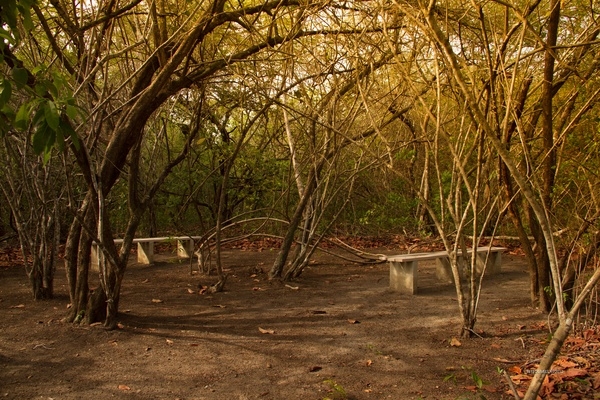 Coronado Panama Dry Forest Bosque Seco