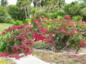 Bougainvillea_spec-Cuba. – Best Places In The World To Retire – International Living