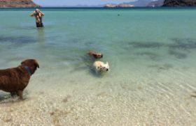 Chuck Bolotin with 3 dogs at beach in Baja California Sur, Mexico