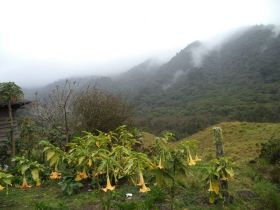 Cloud Forest of Boquete, Panama – Best Places In The World To Retire – International Living