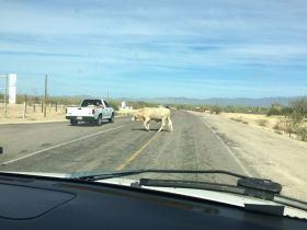 Cow in the road in Baja California Sur, Mexico