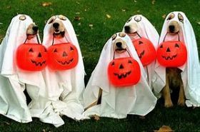 Dogs in Halloween outfits