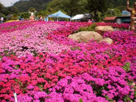 Flowers in Boquete, Panama – Best Places In The World To Retire – International Living