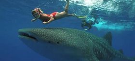 Snorkeling next to a whale shark in Mexico – Best Places In The World To Retire – International Living