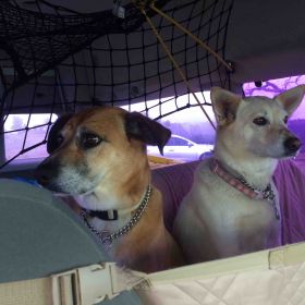 Traveling with two dogs to Mexico in a big white van