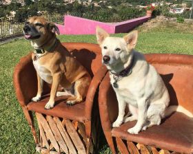 Two dogs sitting on equipales in Mexico