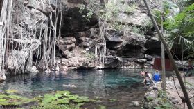 X'Batun Cenote in Yucatan, Mexico, with lilies in the foreground