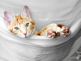 Painting of a cat in a hammock – Best Places In The World To Retire – International Living