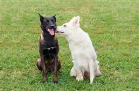 Dog kissing another dog