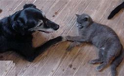 Dog with a cat
