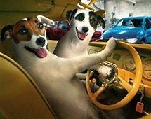 Dogs driving