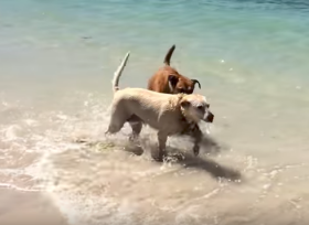Expat dogs in Mexico – Best Places In The World To Retire – International Living