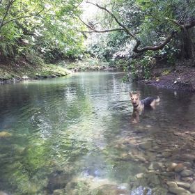 Dogs in a pristine river in Boquete, Panama – Best Places In The World To Retire – International Living