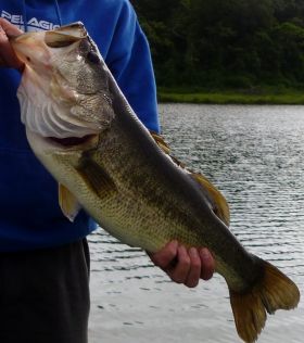 Largemouth bass caught in Volcan, Chiriqui, Panama – Best Places In The World To Retire – International Living