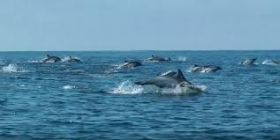 Dolphins jumping off Isla Mujeres – Best Places In The World To Retire – International Living