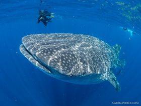 Whale shark in Cancun with man in the distance – Best Places In The World To Retire – International Living