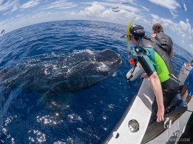 Whale shark near a boat in Cancun – Best Places In The World To Retire – International Living