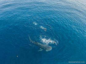 View from boat of man swimming with whale shark in Cancun – Best Places In The World To Retire – International Living