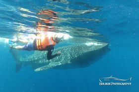 Man holding onto whale shark off Cancun – Best Places In The World To Retire – International Living