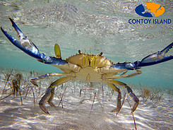 Crabs in the water in Isla Contoy – Best Places In The World To Retire – International Living