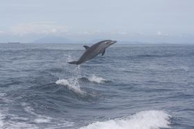 Anne Gordon Whale Watching Panama dolphin breaching – Best Places In The World To Retire – International Living