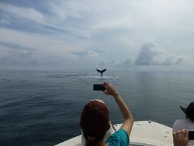 Anne Gordon Whale Watching Panama – Best Places In The World To Retire – International Living