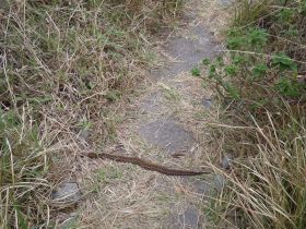 Pit Viper on the trail to the summit of the mountain Volcán Barú in Panamá – Best Places In The World To Retire – International Living