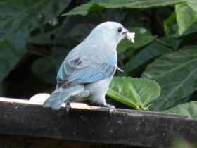 Bird on a window sill in Boquete Panama – Best Places In The World To Retire – International Living