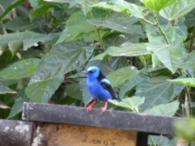 Blue humingbird in Panama – Best Places In The World To Retire – International Living