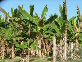 Banana tree fields in Puerto Armuelles  – Best Places In The World To Retire – International Living