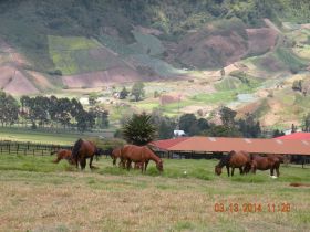 Cerro Punta Panama horse farm with crops in the background. – Best Places In The World To Retire – International Living