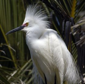 Birds found near the Haven in Boquete – Best Places In The World To Retire – International Living