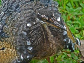 Baby sunbittern at Rambala, Bocas del Toro – Best Places In The World To Retire – International Living