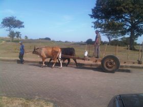 Oxen pulling freight in Nicaragua – Best Places In The World To Retire – International Living